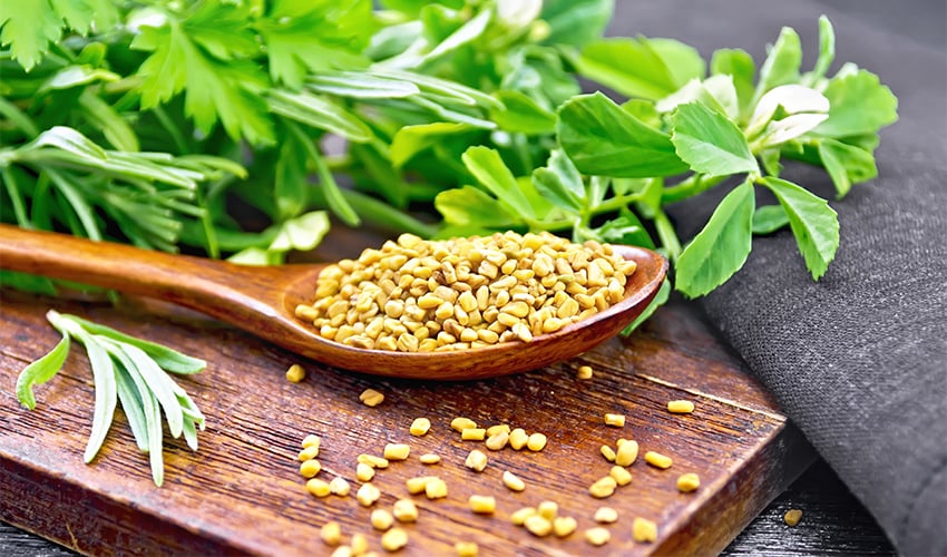 Read more about the article Fenugreek Seeds: Exploring Potential Health Benefits and Traditional Medicinal Uses